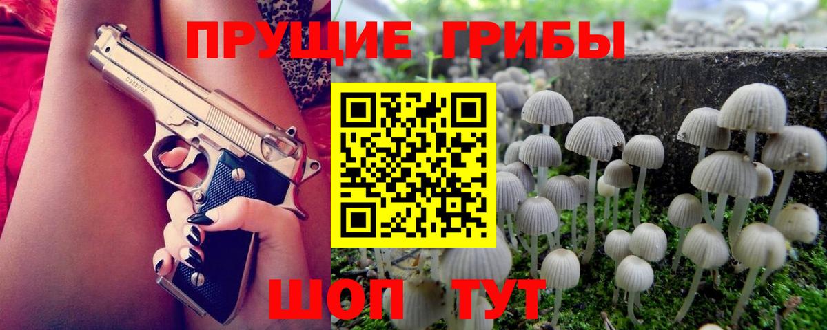 Галлюциногенные грибы Psilocybine cubensis Балтийск